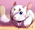 ♥Chinchilla Noises♥ by Shikka